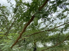 Vachellia farnesiana