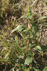 Amaranthus powellii