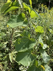 Aristolochia macrophylla
