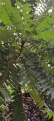 Averrhoa bilimbi