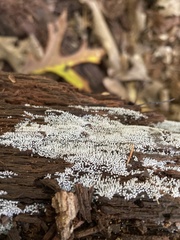 Arcyria cinerea