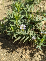 Gratiola officinalis