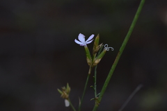 Dianthus ciliatus