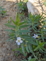 Gratiola officinalis