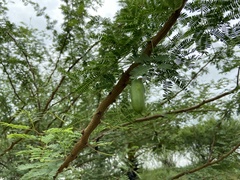 Vachellia farnesiana