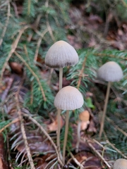 Mycena galopus