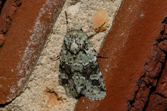 Lacinipolia laudabilis