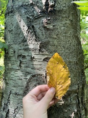 Betula lenta