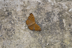Pseudergolis wedah