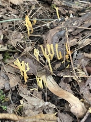 Clavulinopsis corniculata