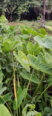 Colocasia