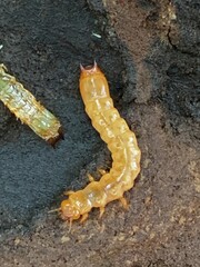 Dendroides canadensis