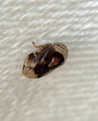 Clastoptera obtusa