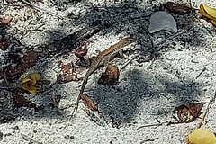 Pholidoscelis exsul
