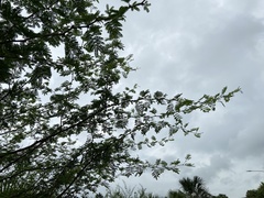 Vachellia farnesiana