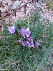 Gentianella anisodonta