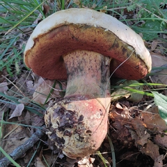 Rubroboletus satanas