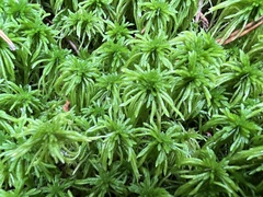 Sphagnum