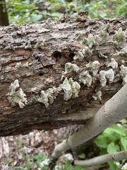 Cerrena unicolor