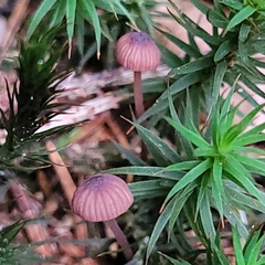 Mycena rosella