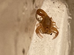 Centruroides sculpturatus