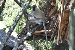 Chlorocebus pygerythrus hilgerti