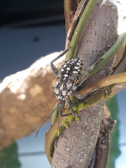 Pachylis argentinus