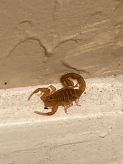 Centruroides sculpturatus