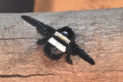 Xylocopa caffra