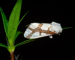 Euerythra phasma
