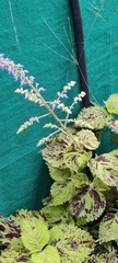 Coleus scutellarioides