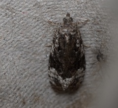 Apotomis capreana