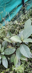 Ficus racemosa