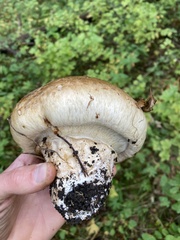 Catathelasma