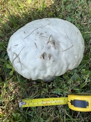 Calvatia craniiformis