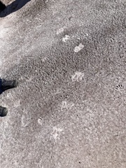 Sylvilagus palustris