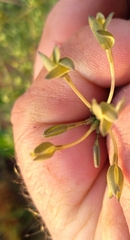 Kohautia amatymbica