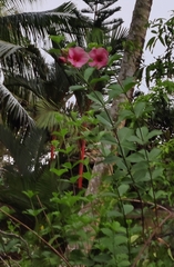 Allamanda blanchetii