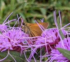 Polites themistocles