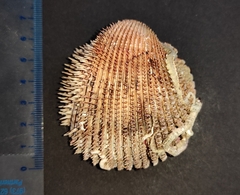 Acanthocardia spinosa