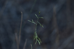 Cleistogenes serotina