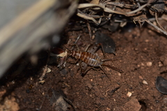 Gryllomorpha dalmatina