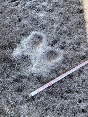 Sylvilagus palustris