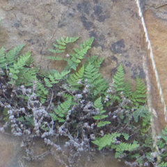 Myriopteris fendleri