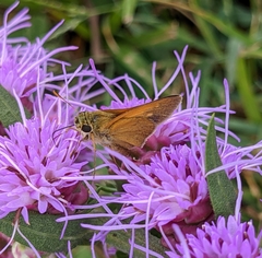 Polites themistocles