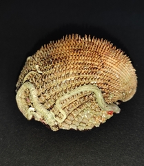 Acanthocardia spinosa