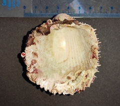 Acanthocardia spinosa