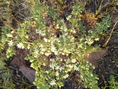 Asparagus suaveolens