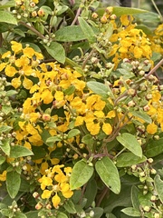 Callaeum macropterum