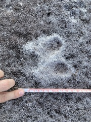 Sylvilagus palustris